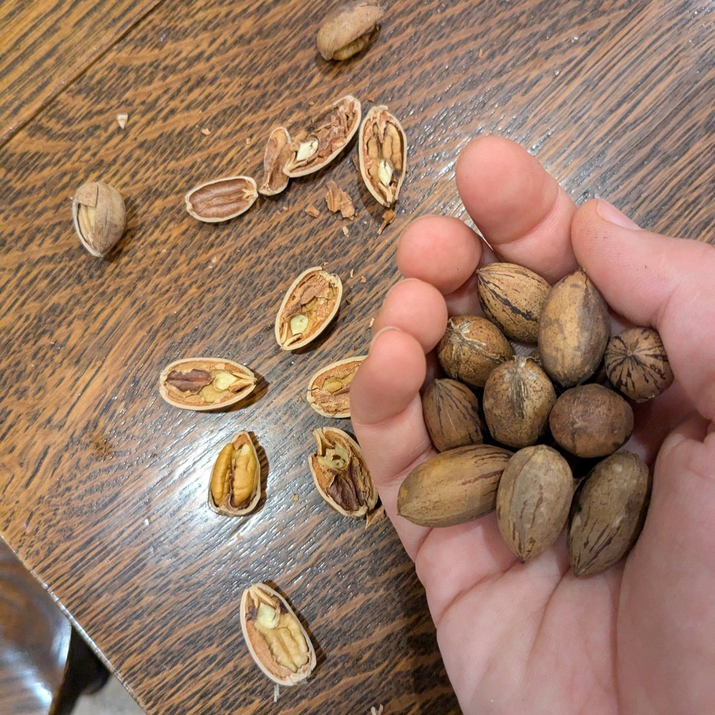 handful of our own pecan nuts with shelled pecans in the background