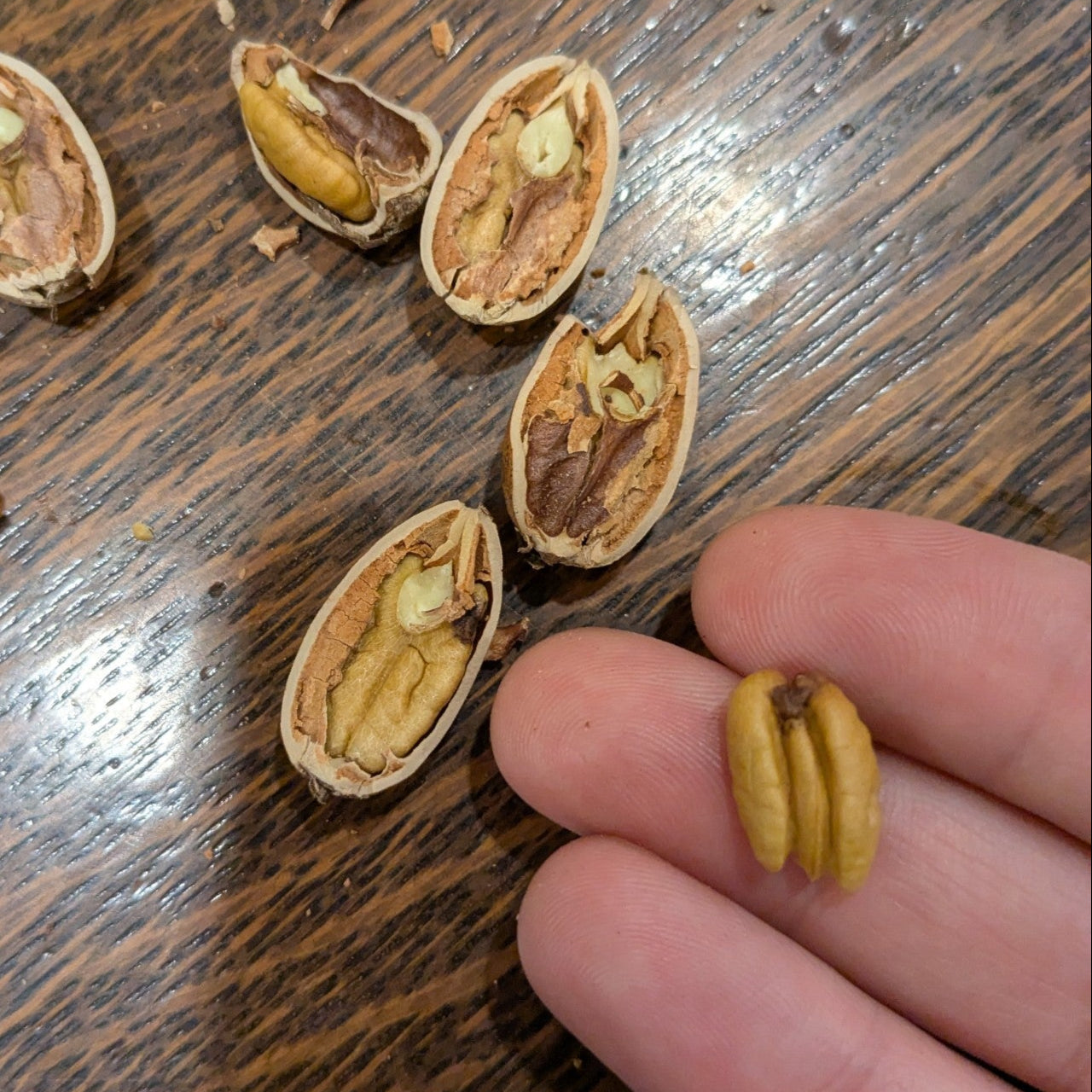 someone holding a cracked open Ontario grown pecan nut