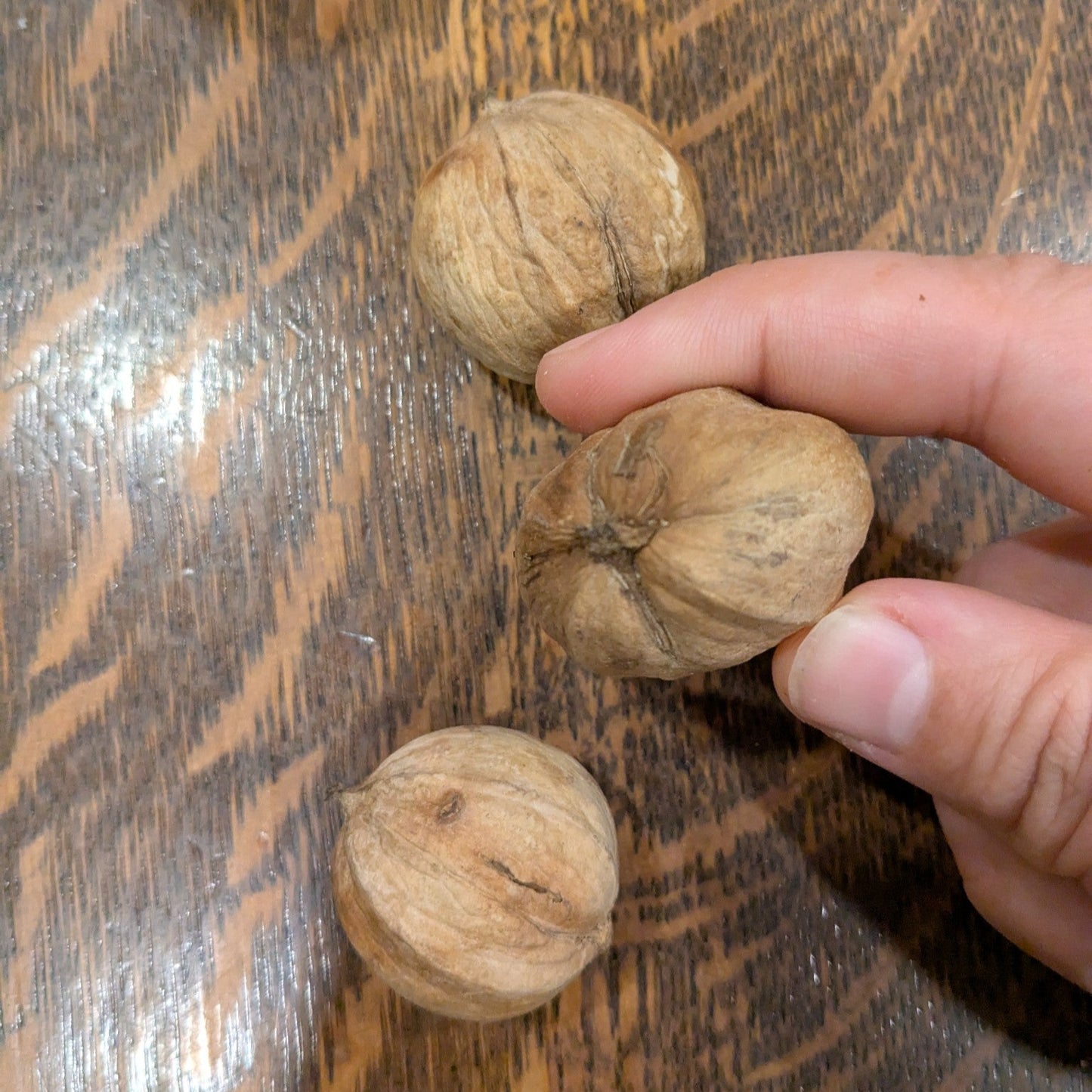 shellbark hickory nut held in hand