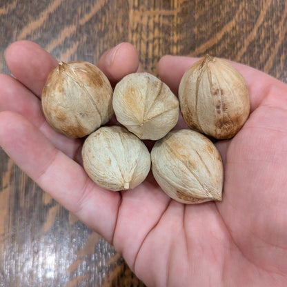 handful of shagbark hickory nuts