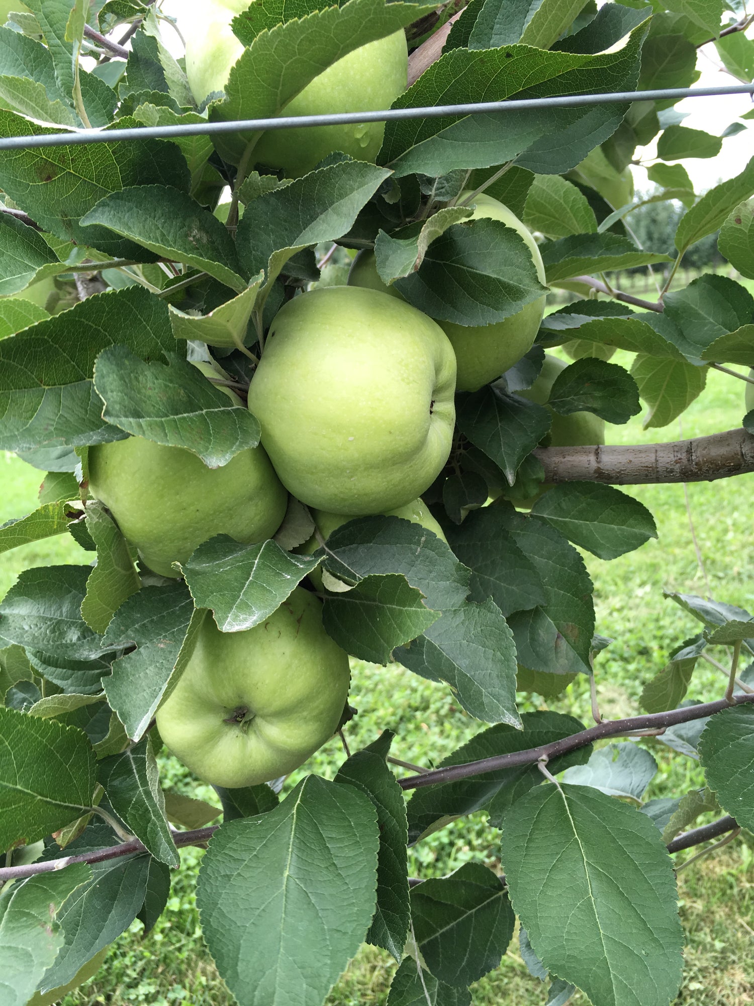 Calville Blanc d'Hiver Apple Scionwood