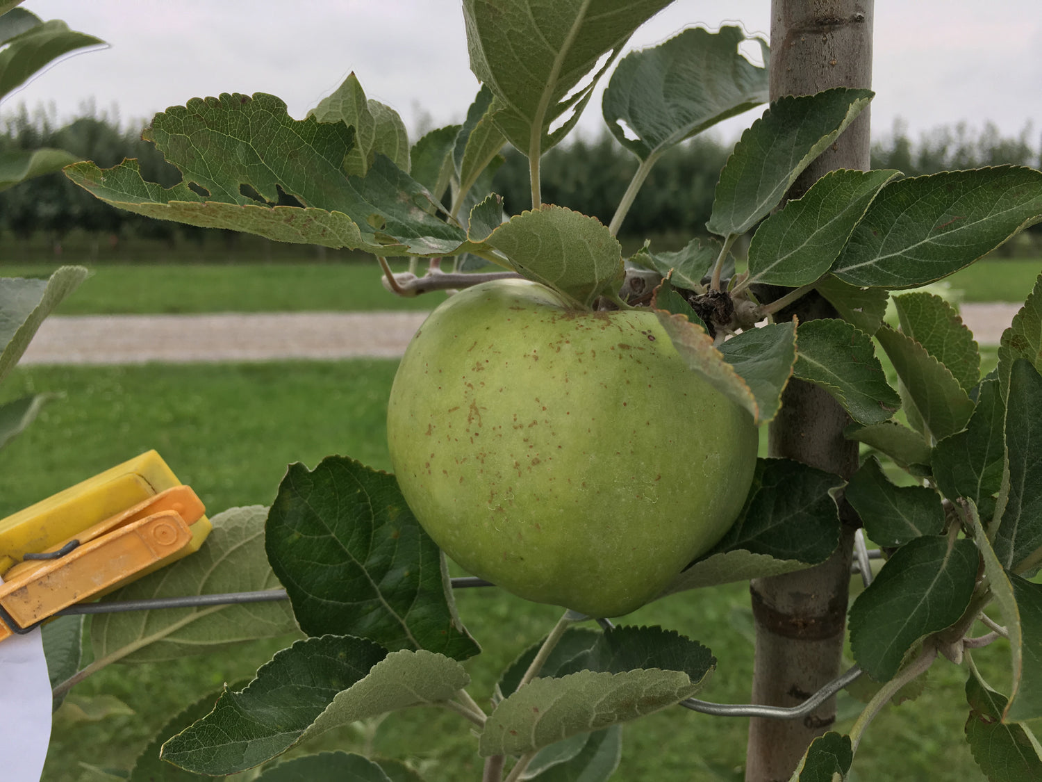 Calville Blanc d'Hiver Apple Bareroot