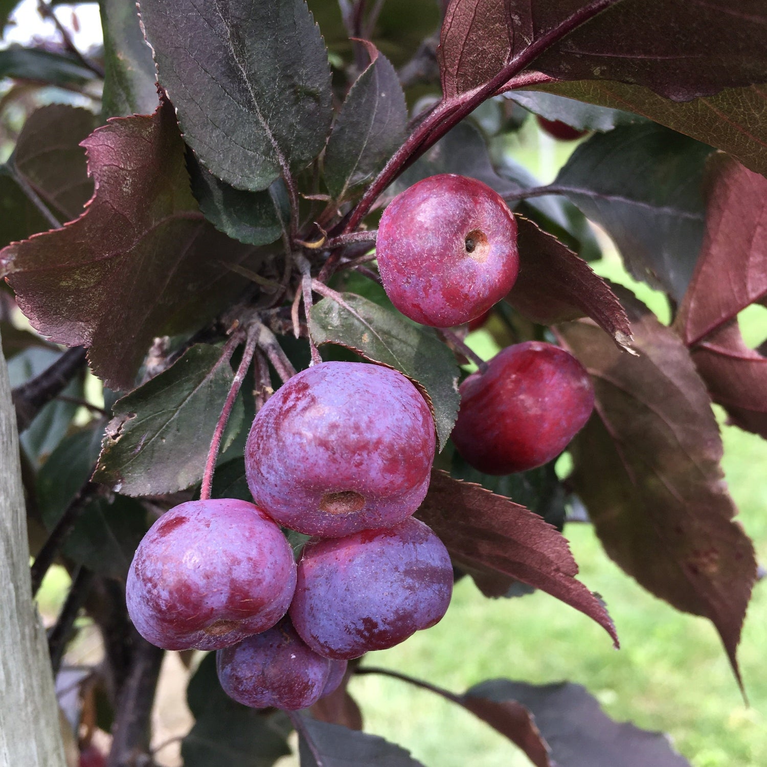 Potted Thunderchild Apple