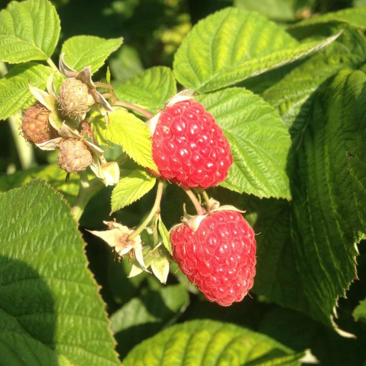 Potted Grandma Odula Red Raspberry