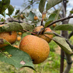 Ashmead's Kernel apple on the tree. 