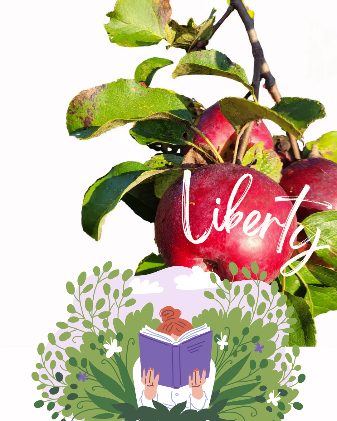 Liberty Apple Tree (Bareroot)