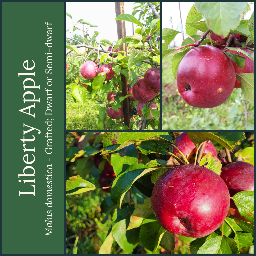 Liberty Apple Bareroot