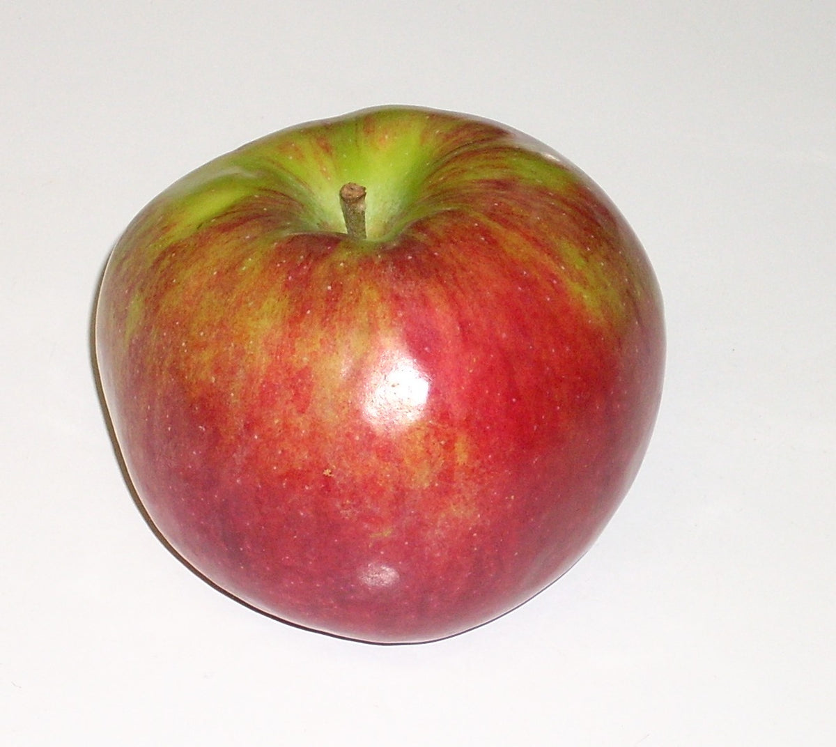 McIntosh 1st Generation Apple Tree (Bareroot)