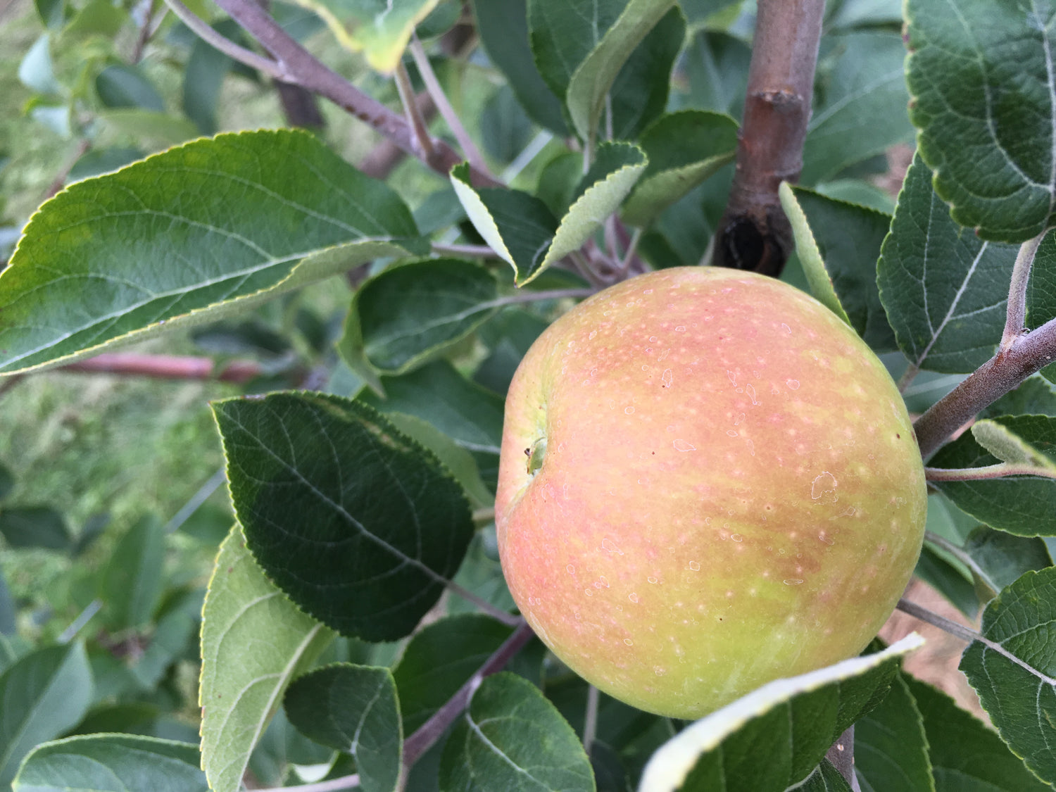 Muscadet de Dieppe Apple Bareroot