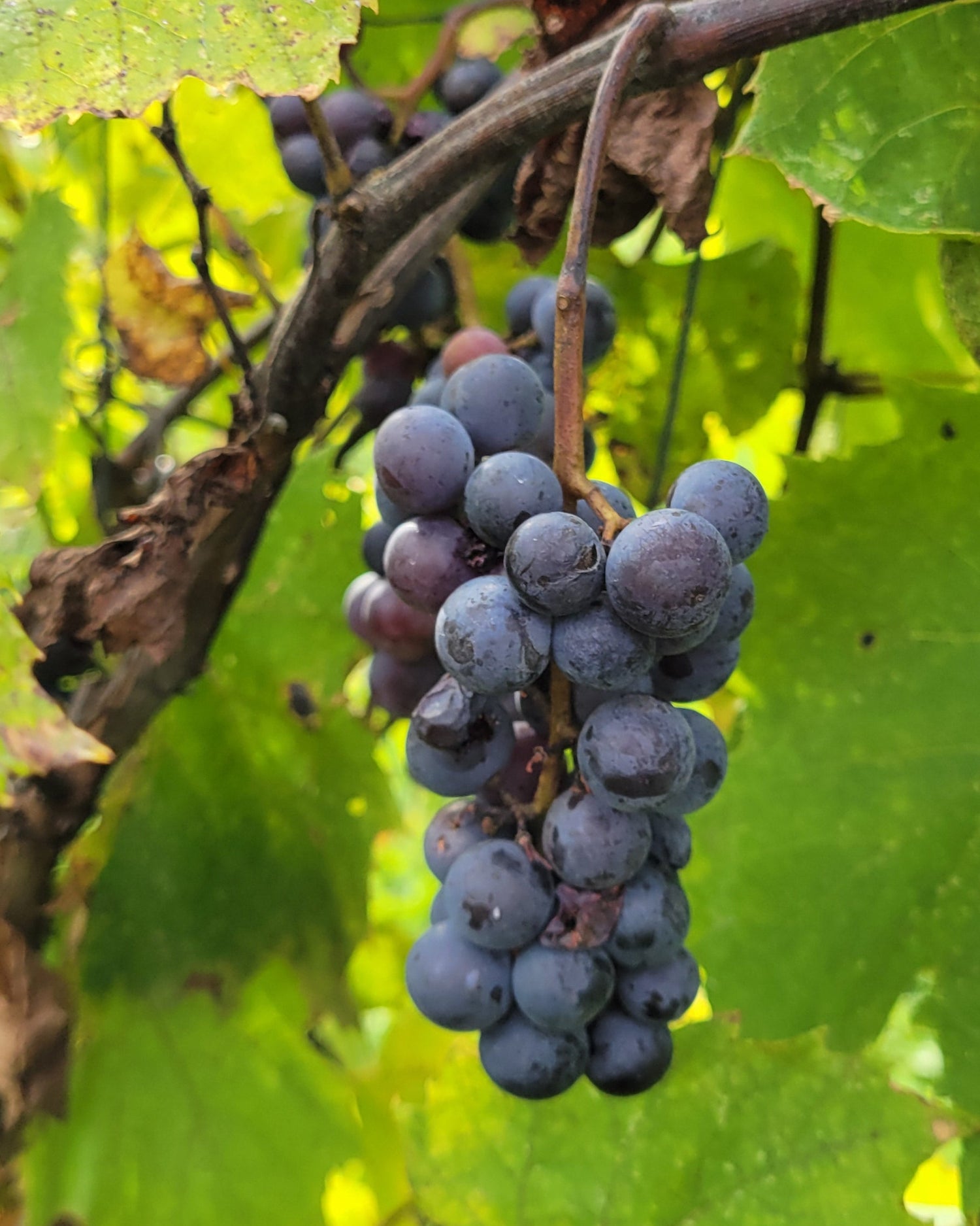 Montreal Blues grape cluster on the vine, ripe and ready to eat.