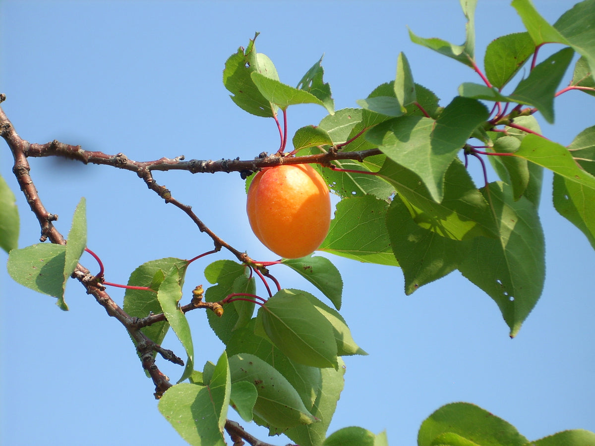 Moorpark Apricot Tree (Bareroot)