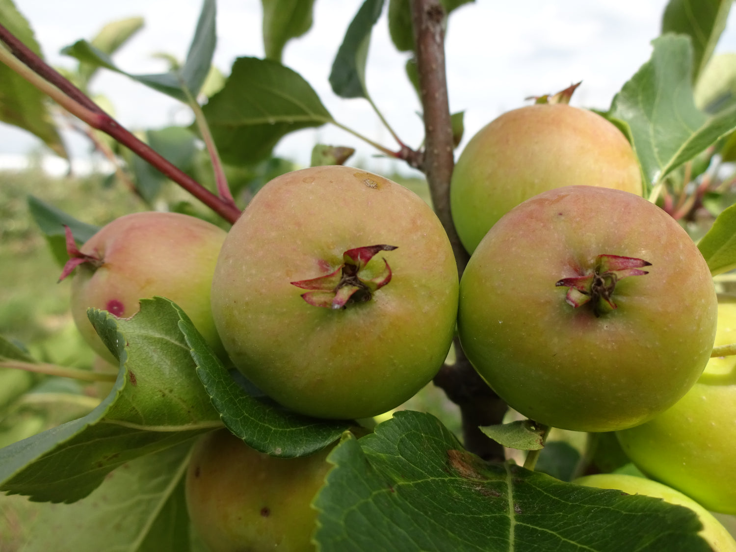 Muscadet de Dieppe Apple Bareroot