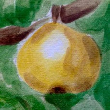 Hayatama Asian Pear Bareroot