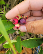 Unripe Northline Saskatoon berries on the plant, with hand for scale.