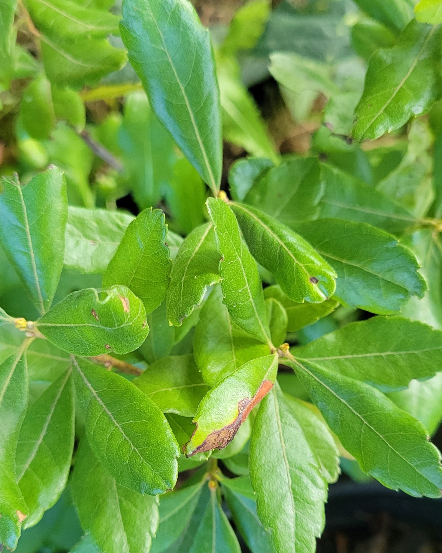 northern bayberry foliage, green leaves