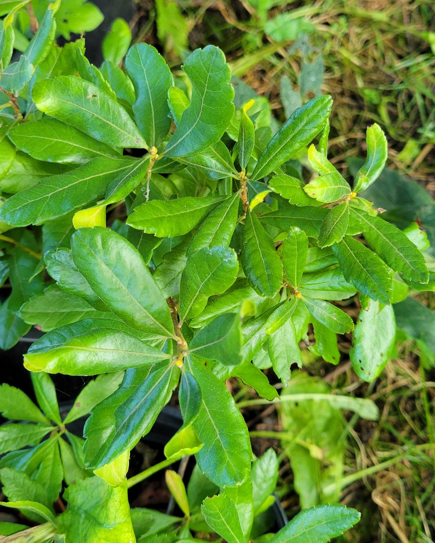 Green northern bayberry foliage.
