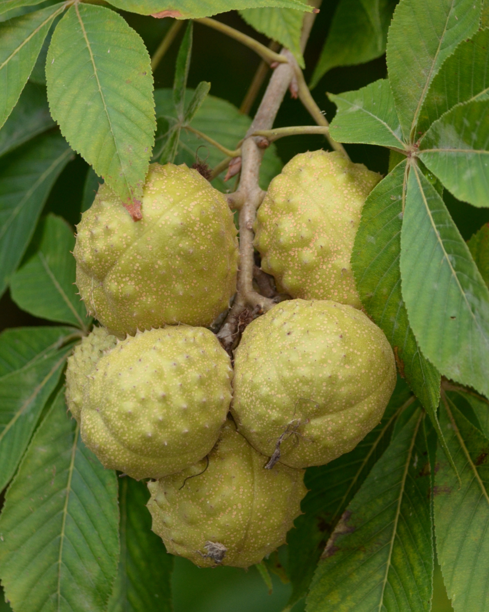 Ohio Buckeye tree with immature nuts.