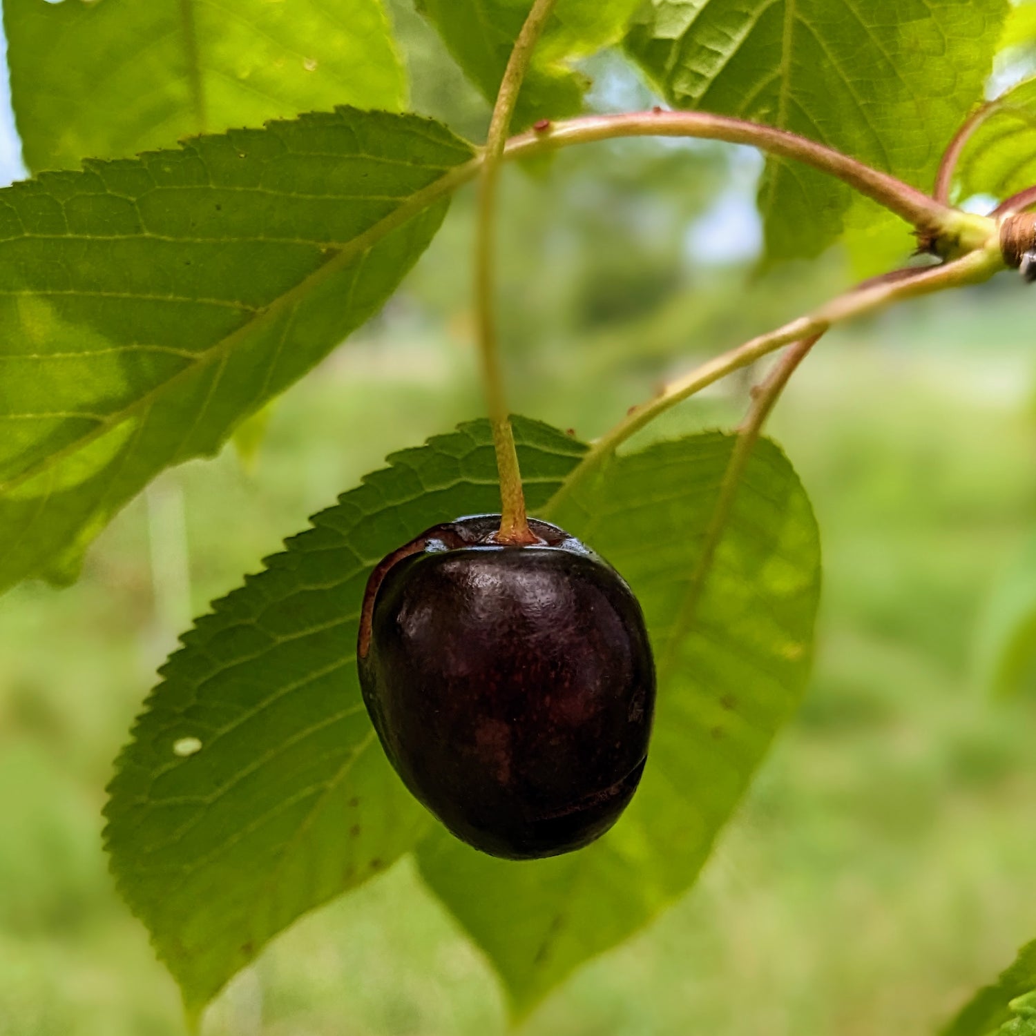 Richter Sweet Cherry Bareroot
