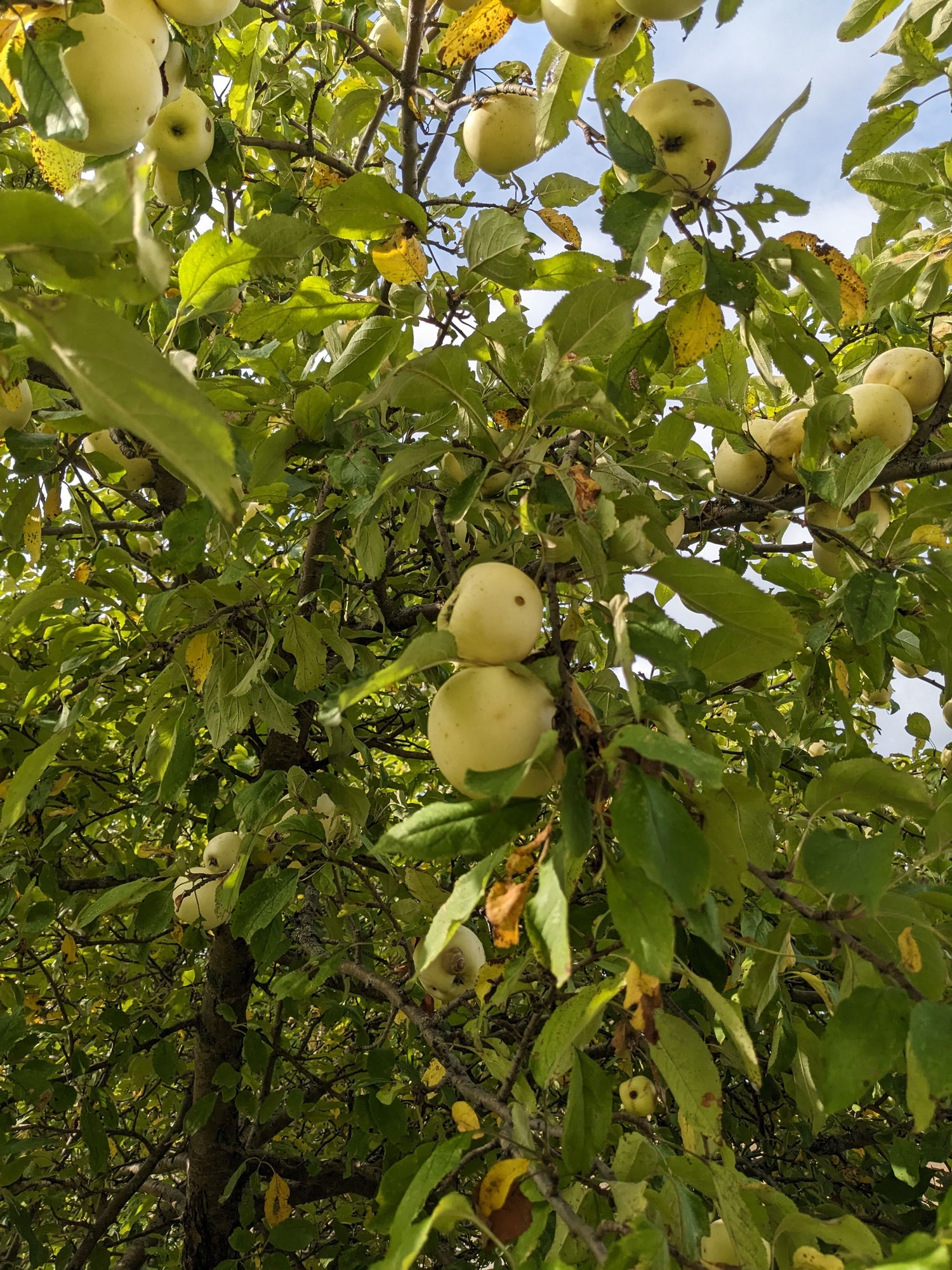 Waxing Moon Apple Tree (Bareroot)