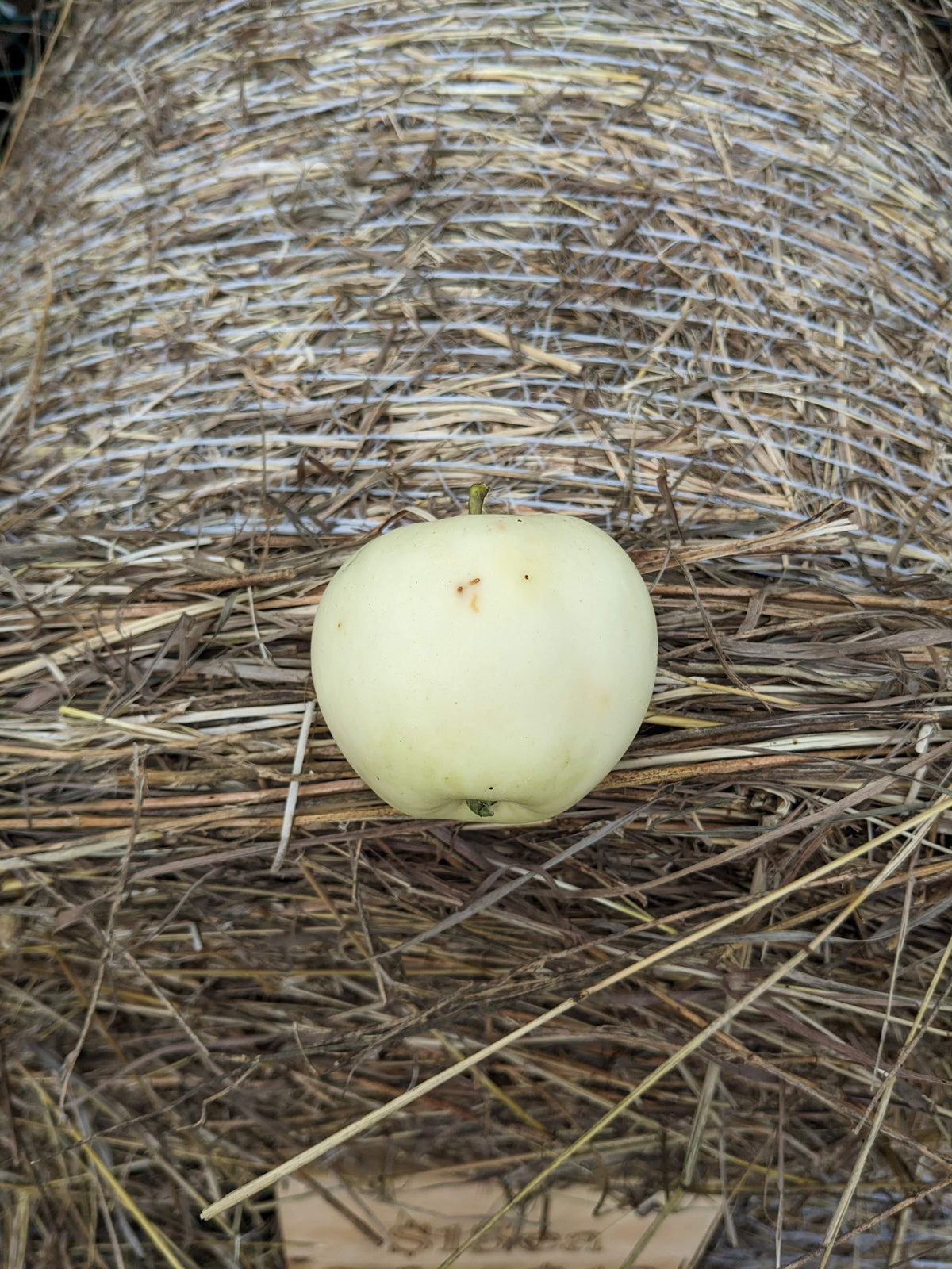 Waxing Moon Apple Tree (Bareroot)