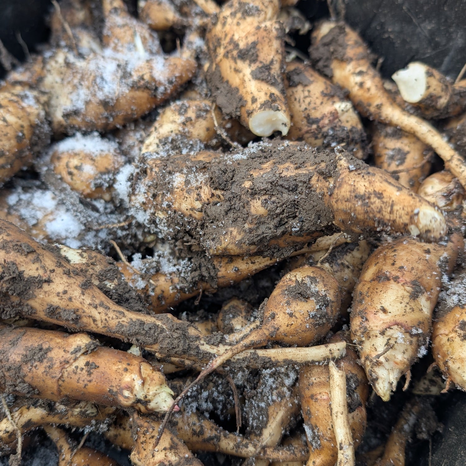 Sunchoke Tuber (Unknown Variety)