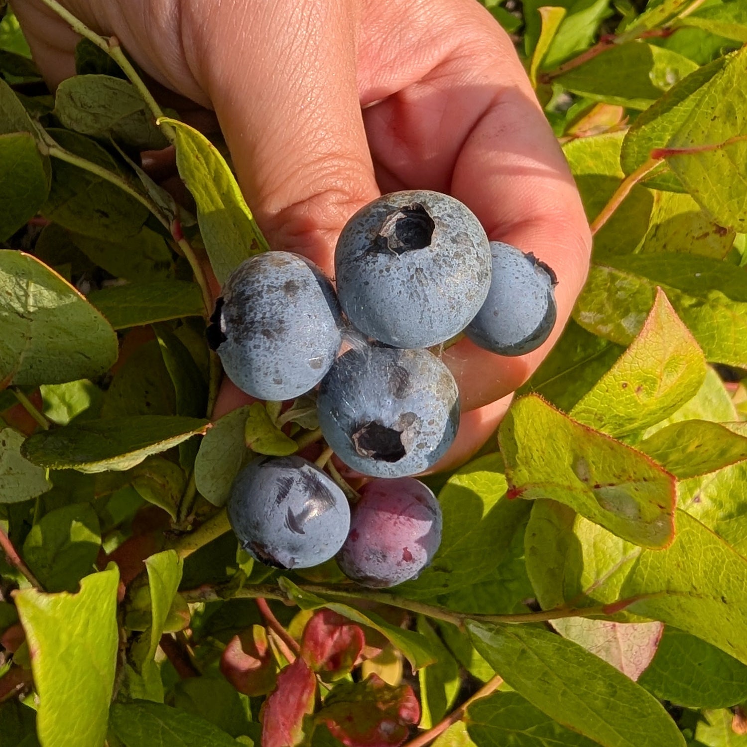 Draper Highbush Blueberry Bareroot