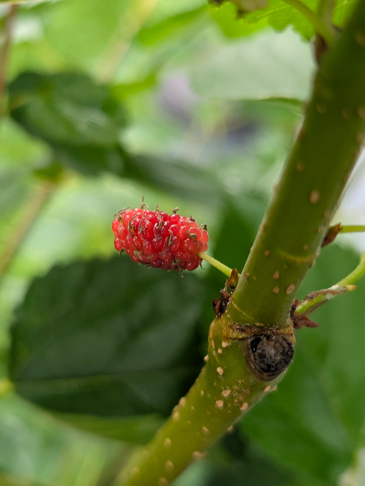 Mulberry Tree Seedling (Bareroot)