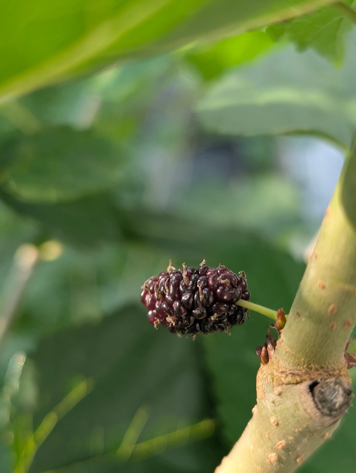 Mulberry Tree Seedling (Bareroot)