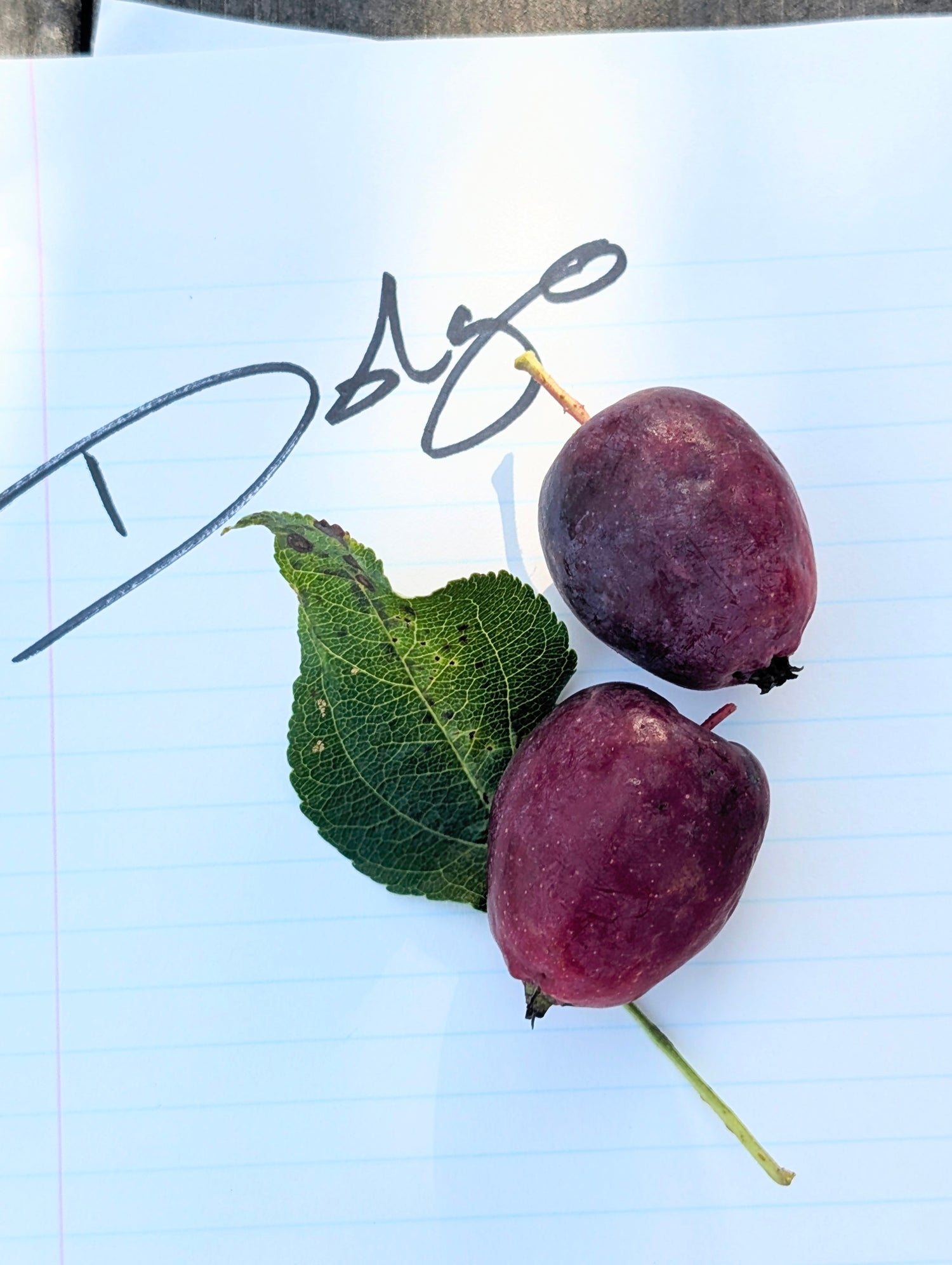 Dolgo Crabapple Bareroot