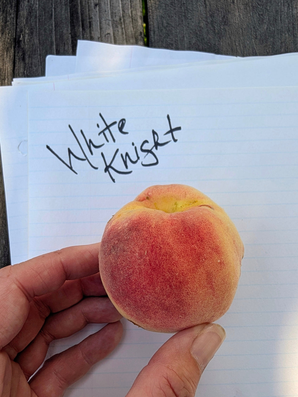 White Knight Peach Budwood