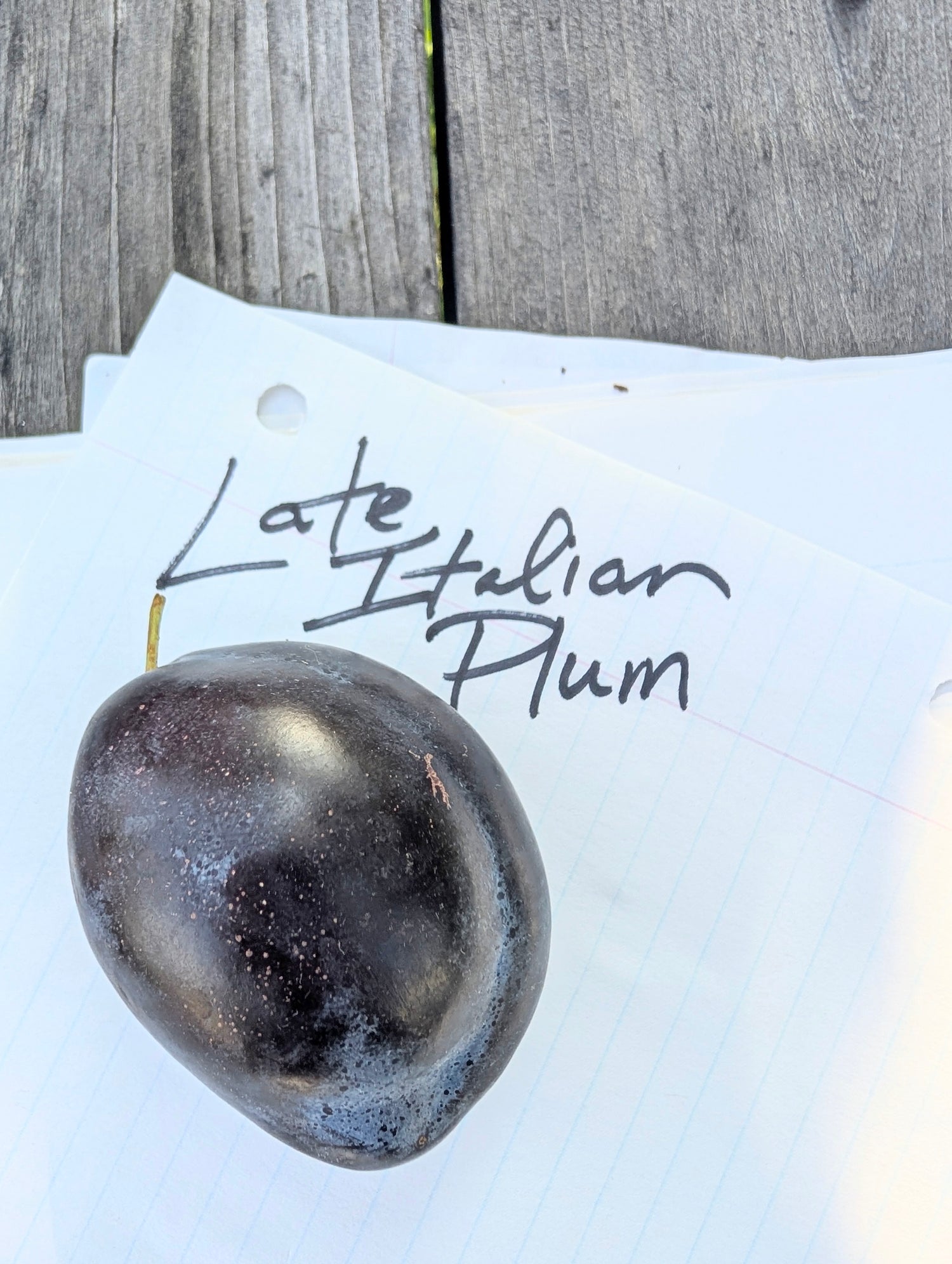 Late Italian European Plum Bareroot