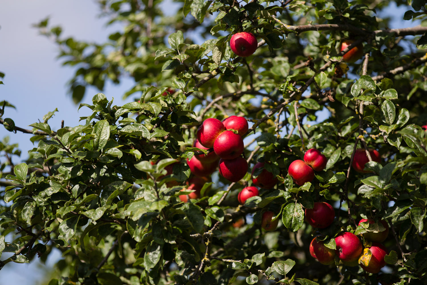 Fréquin Rouge Apple Bareroot