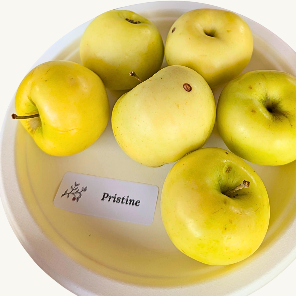 Pristine Apple Tree (Bareroot)