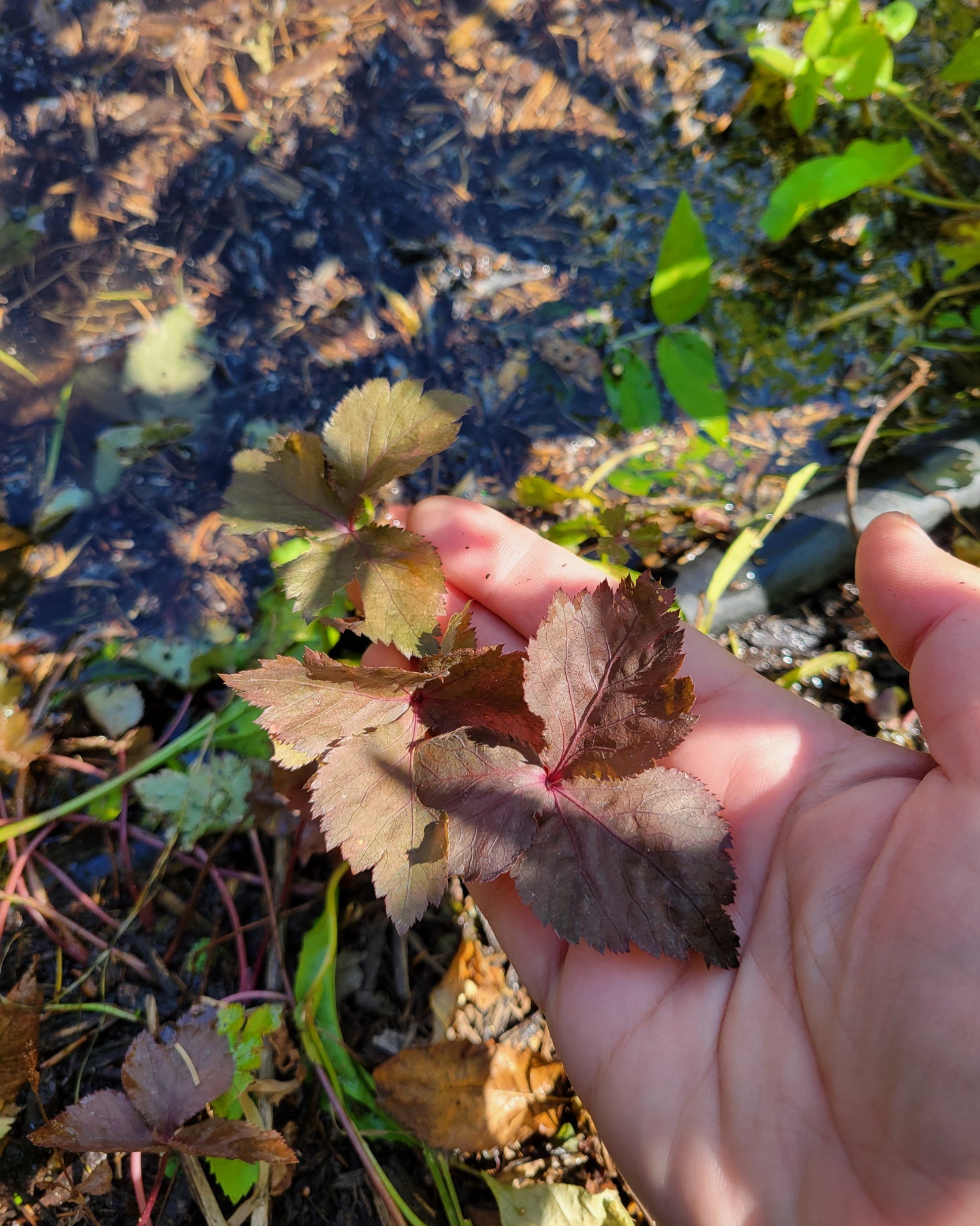 purple mitsuba leaves.