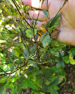 Mature Purple Mitsuba leaves going to seed. 