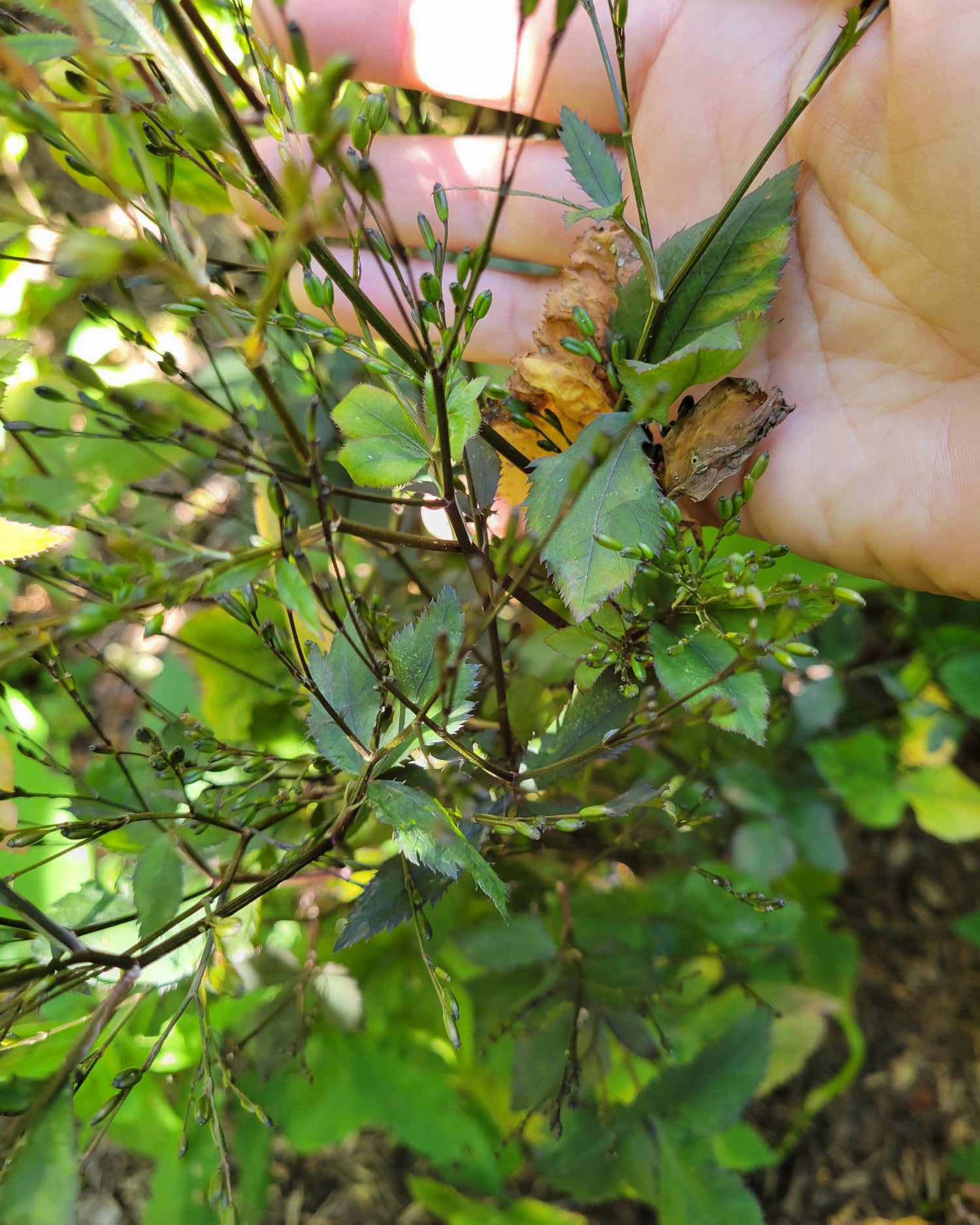 Mature Purple Mitsuba leaves going to seed. 