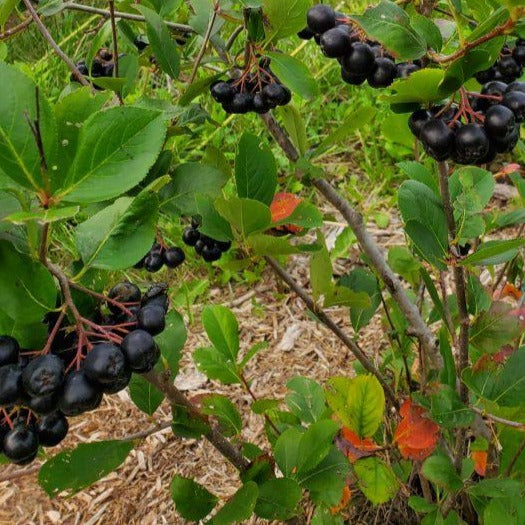 Potted Viking Aronia Berry
