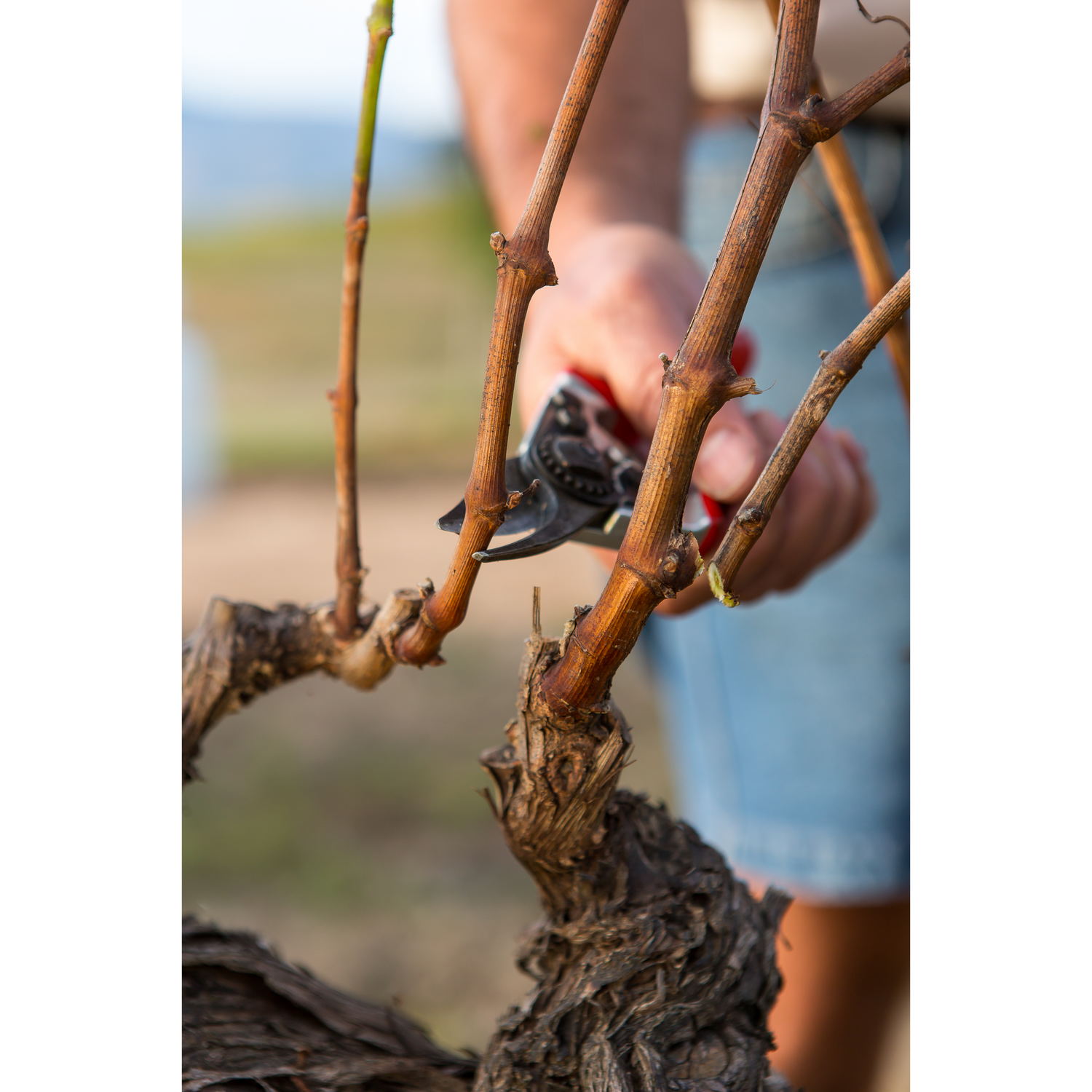 FELCO 6 - Pruning Shears - Medium