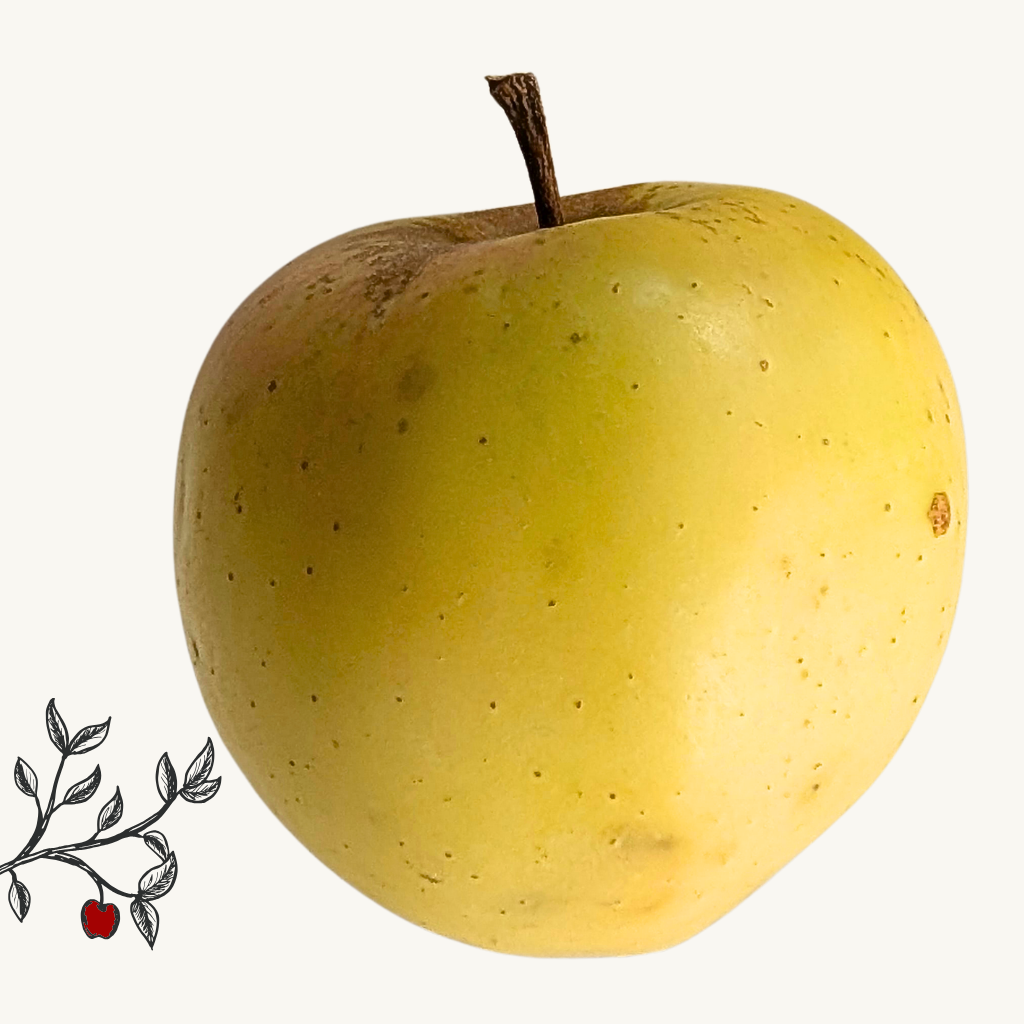 Shizuka Apple Tree (Bareroot)