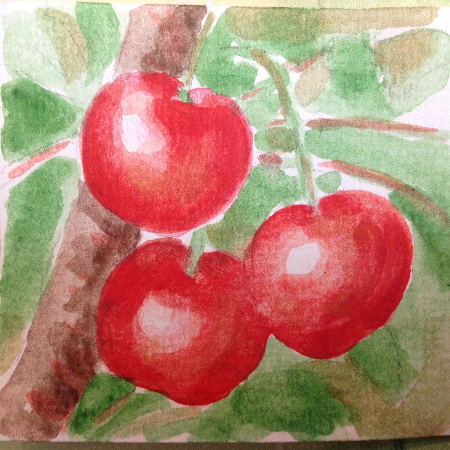 Cupid Dwarf Sour Cherry Bush