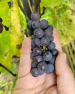 Trollhaugen grapes on the vine with hand for scale.