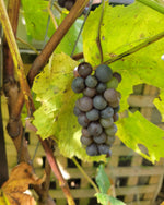 Cluster of ripening Trollhaugen grapes on a vine with green leaves.