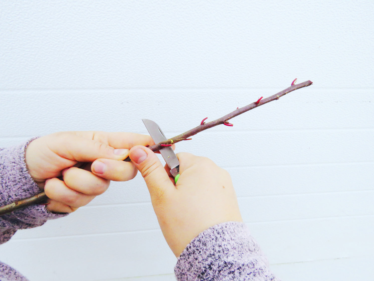 Apple Grafting Workshop (In-Person)