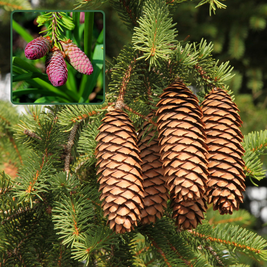 Norway Spruce Seedling