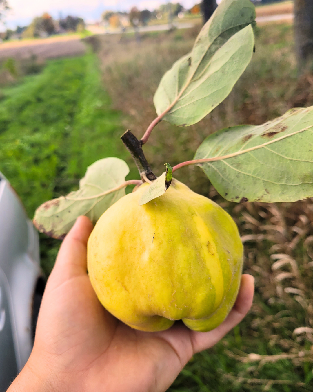 Quince of Portugal Bareroot