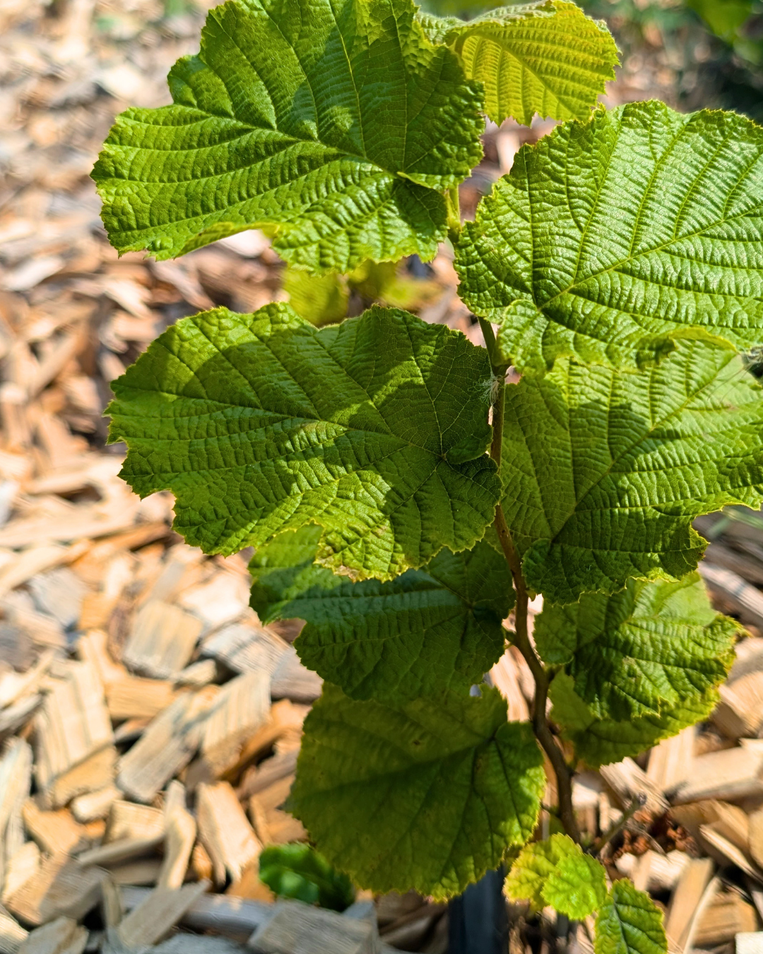 Yamhill Hazelnut Bareroot