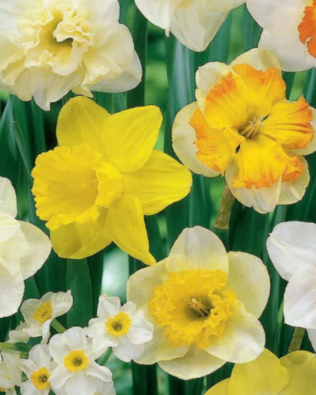 Spring Mix Daffodil Bulbs