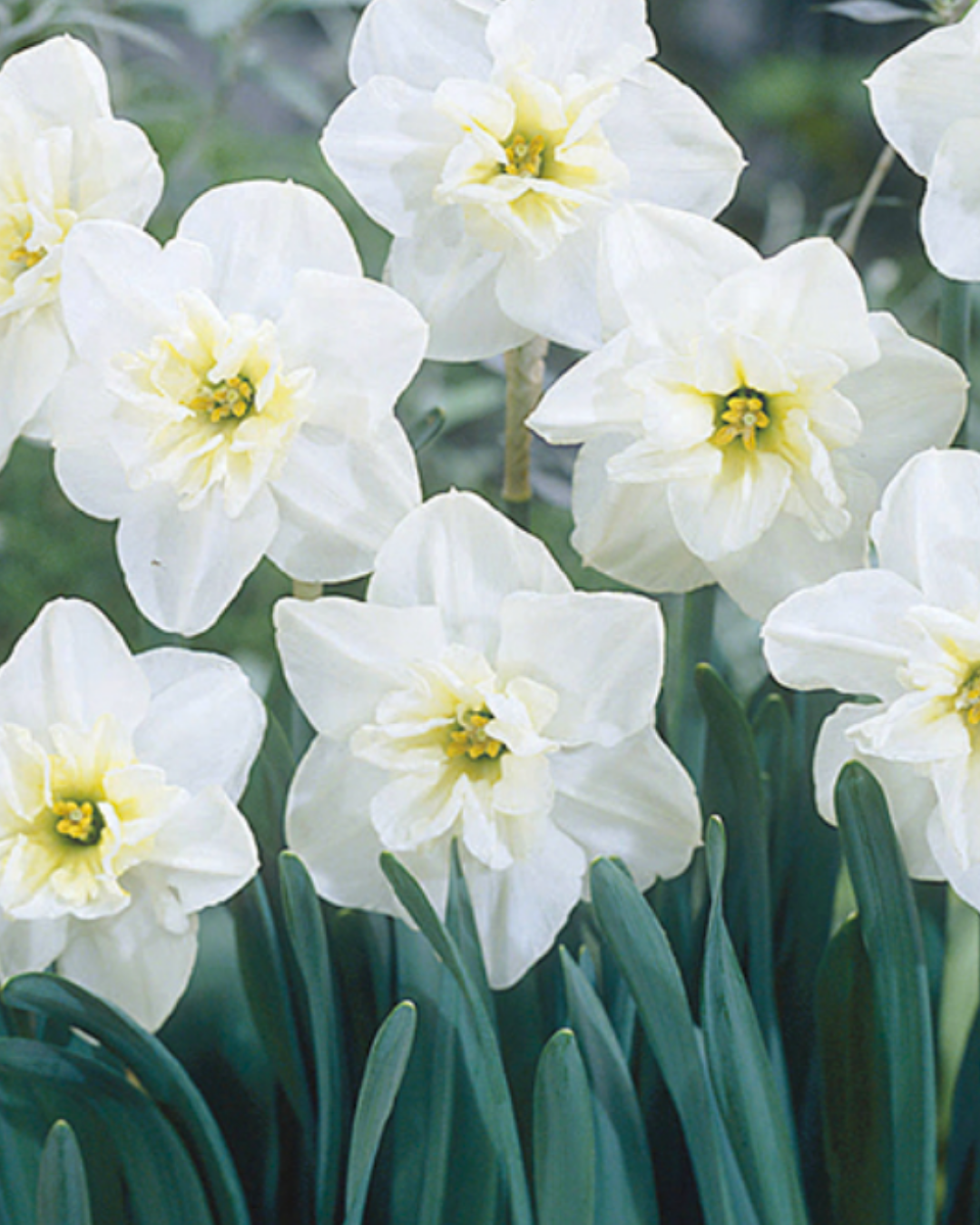 Papillon Blanc Daffodil Bulbs