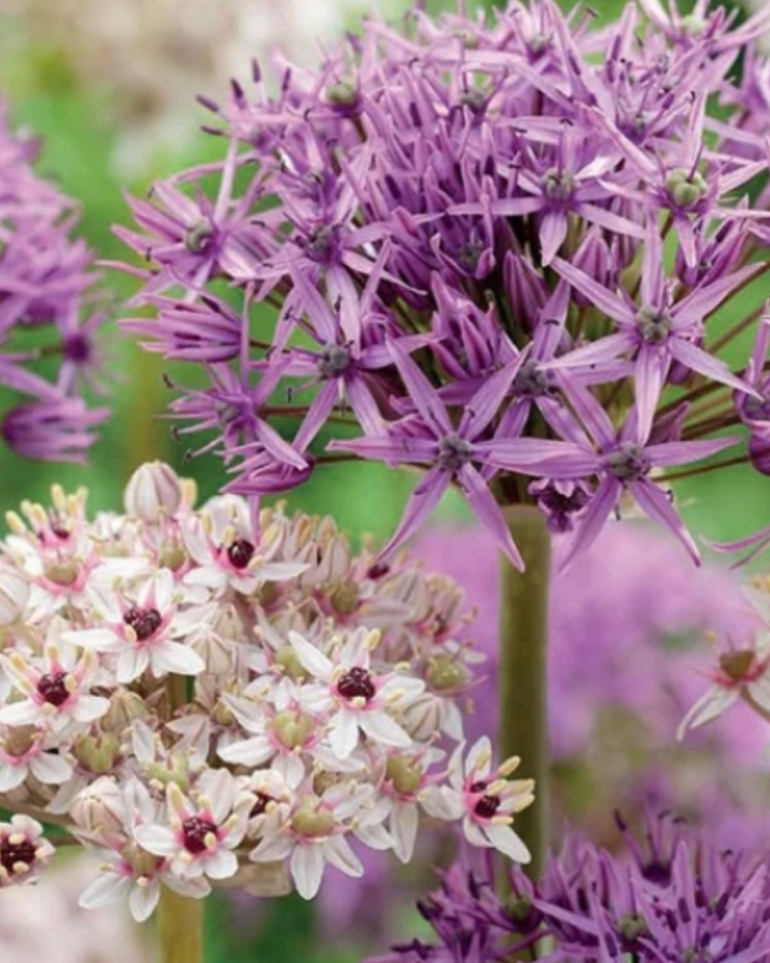 Galaxy Gazing Allium Mix Bulbs