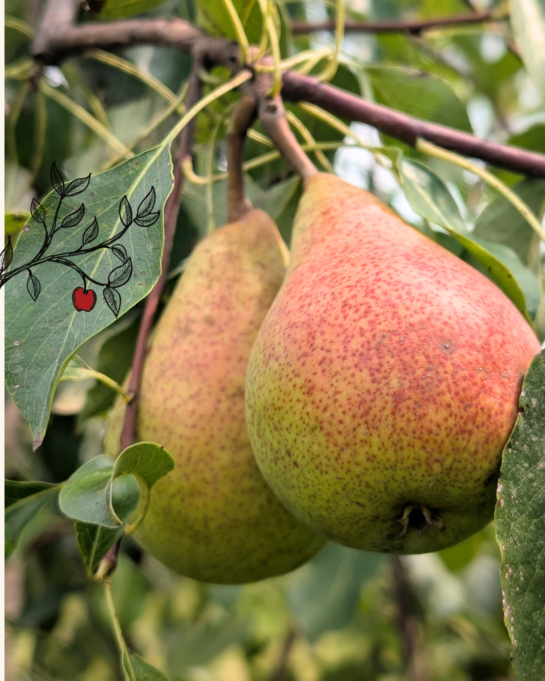 Beurré Giffard European Pear Scionwood